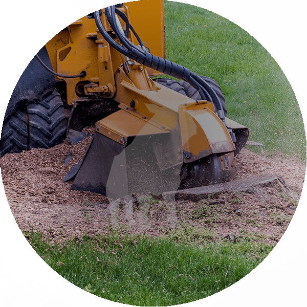 Stump Grinding Service by Blue Ox Tree Service - ISA Certified Arborist - Safety Harbor FL