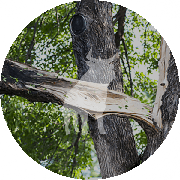 Tree Lightning Damage - Tree Diagnosis Services by Blue Ox Tree Service - Safety Harbor FL