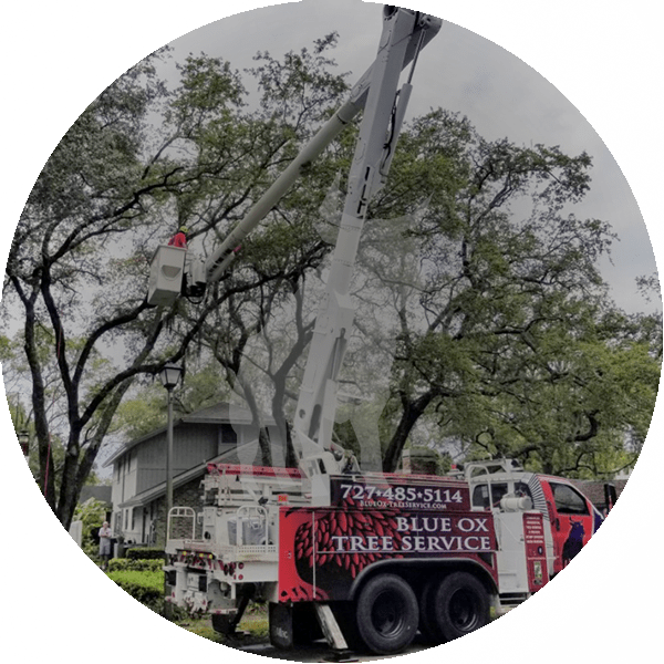 Tree Removal Service by Blue Ox Tree Service - Safety Harbor FL