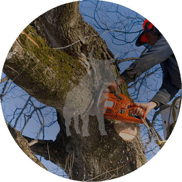 Tree Trimming Service by Blue Ox Tree Service - Safety Harbor FL