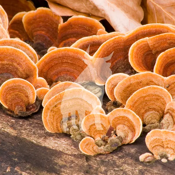 Shelf Fungus in Florida Trees - Blue Ox Tree Service - Safety Harbor FL