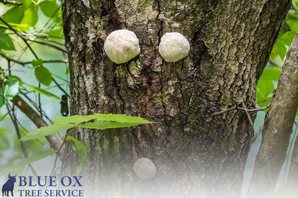 Types of Tree Fungus in Florida by Blue Ox Tree Service - Safety Harbor FL