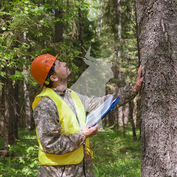Tree Inspection Process - Blue Ox Tree Service - Safety Harbor FL