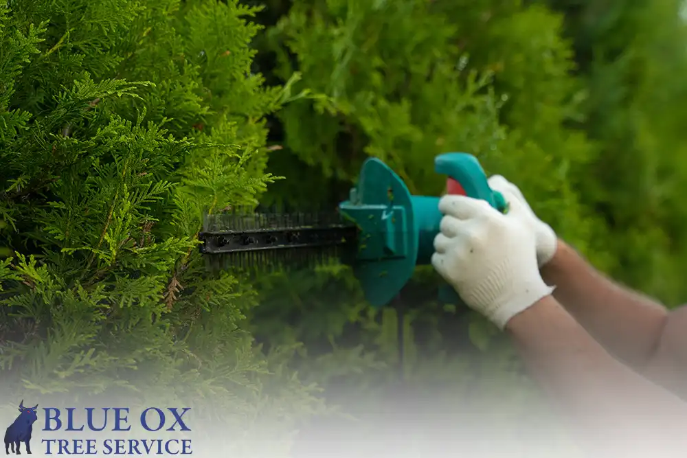 Ideal Time for Pruning Trees in Florida by Blue Ox Tree Service - Safety Harbor FL