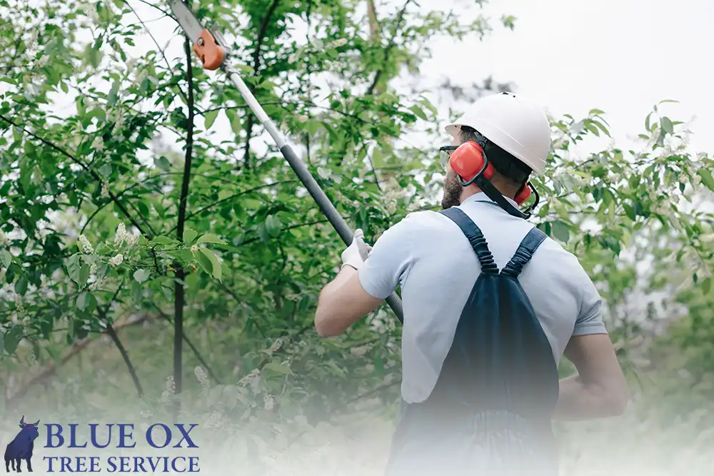 Maintaining Healthy Trees - Blue Ox Tree Service - Safety Harbor Florida